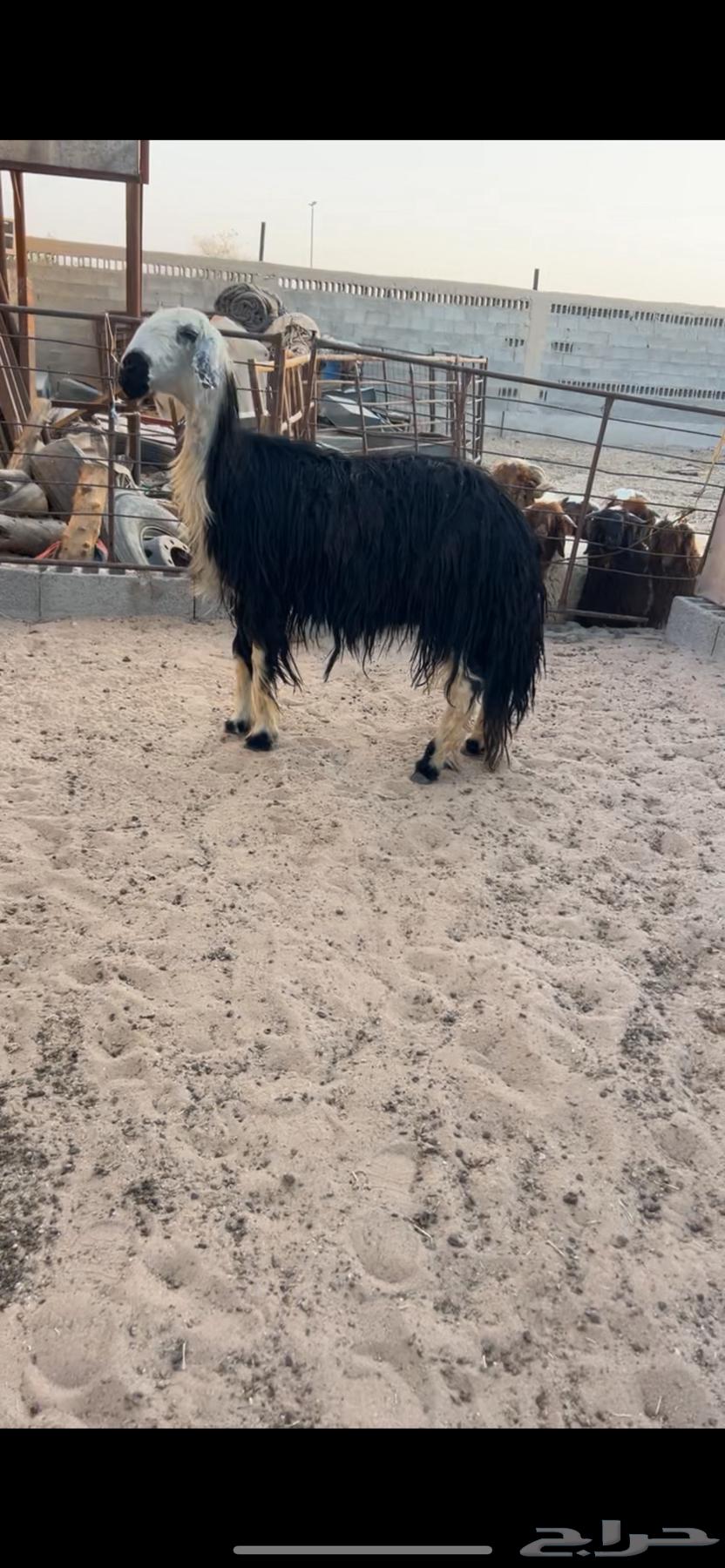 A purebred Najdi mare, well-built and in good condition (Sold)64454880938114110