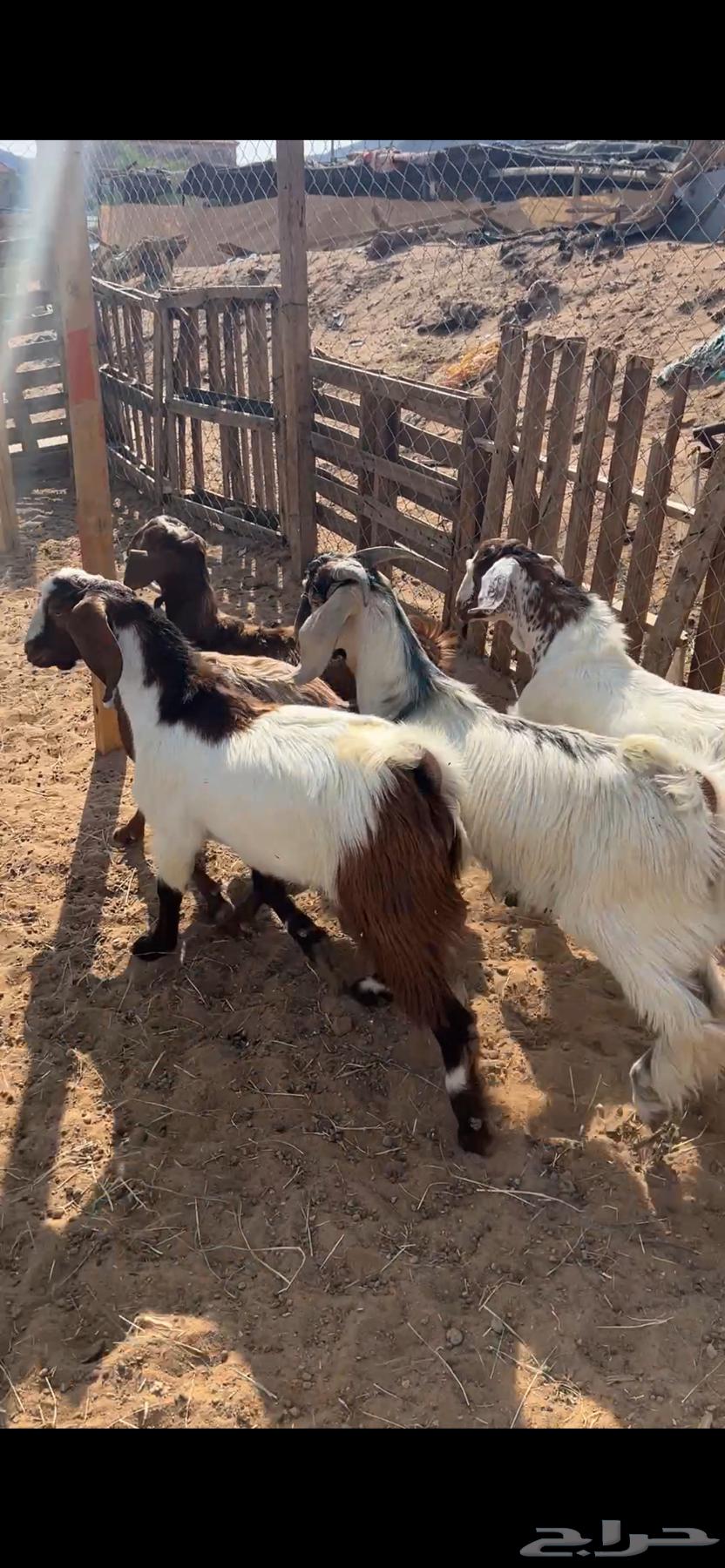 تيوس بلديه فلل الفلل64452374476546112