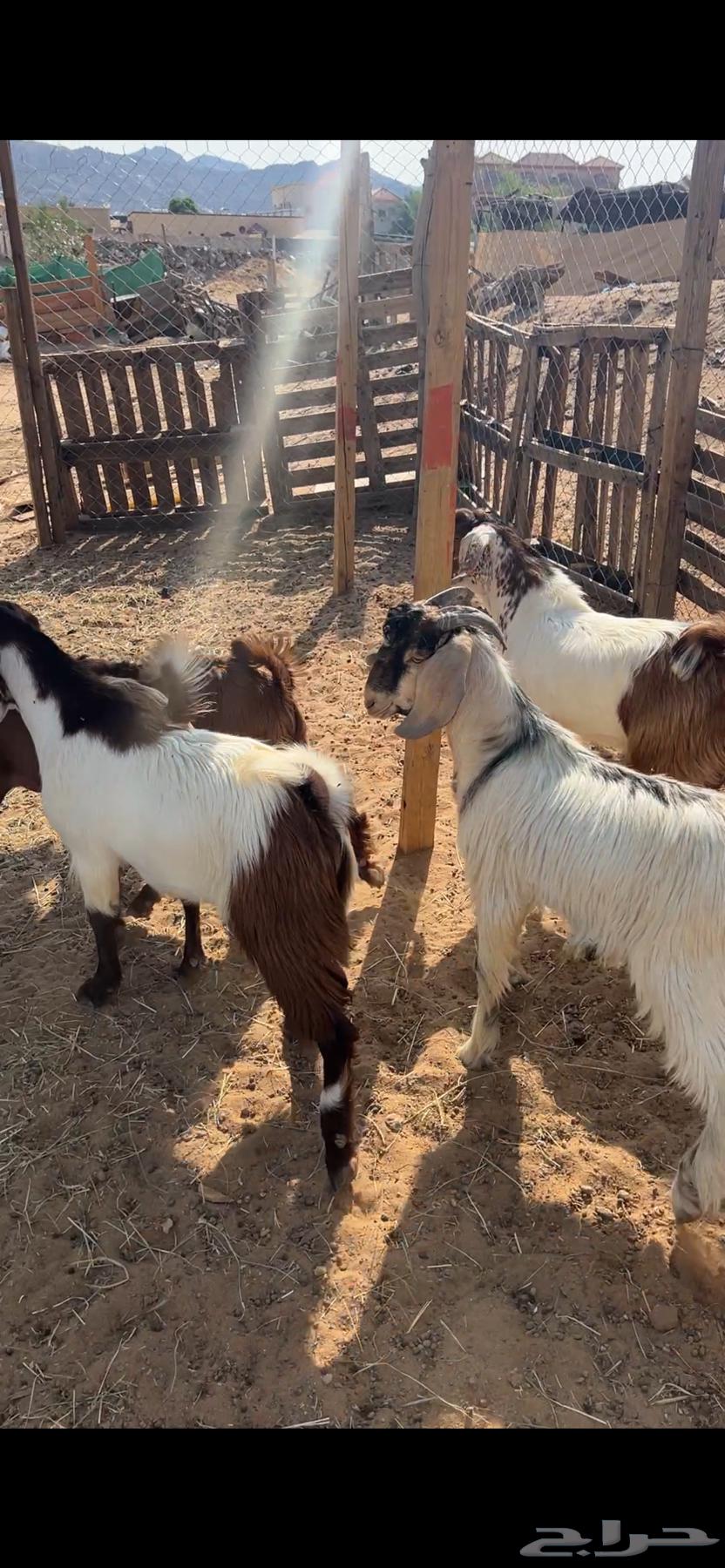 تيوس بلديه فلل الفلل64452374476546113