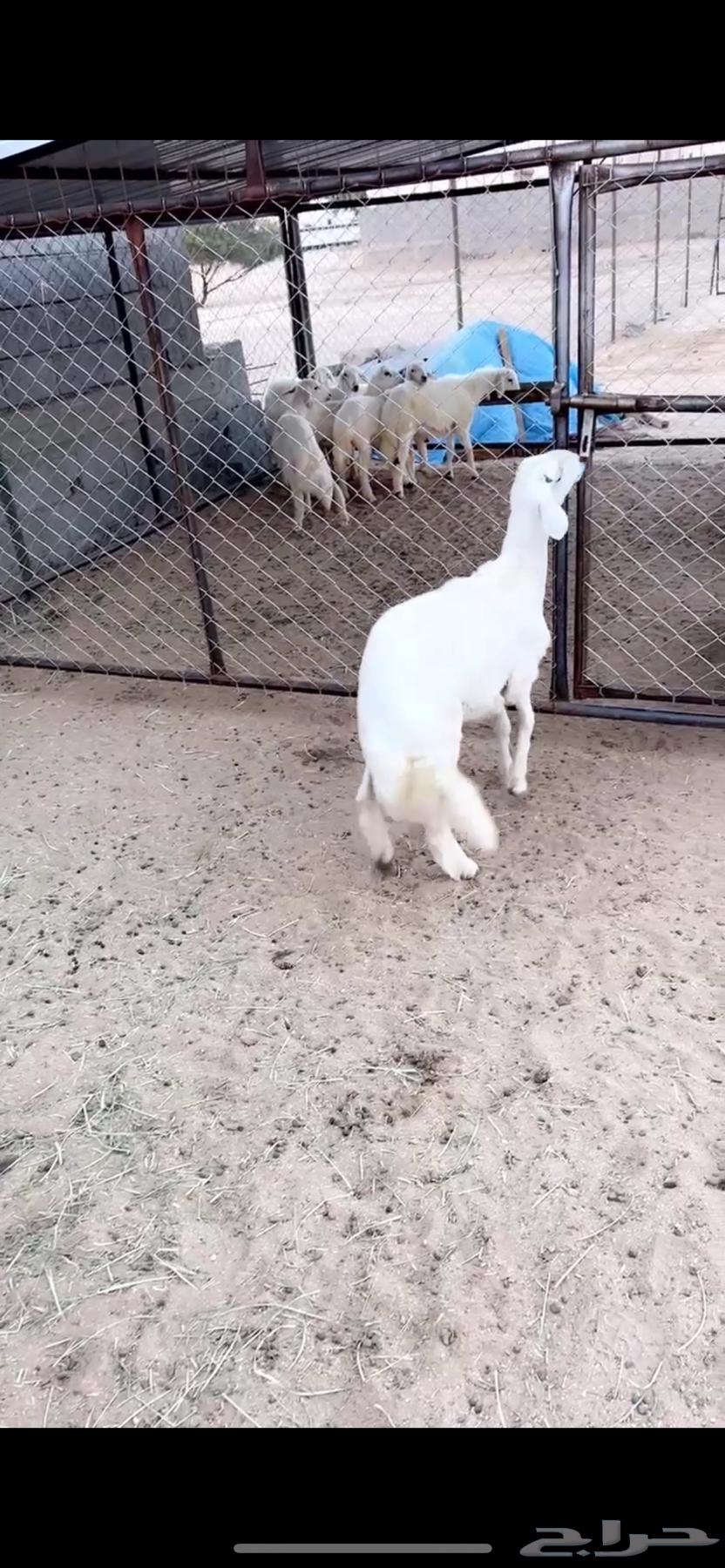 5 خروف جبر64450947299202113