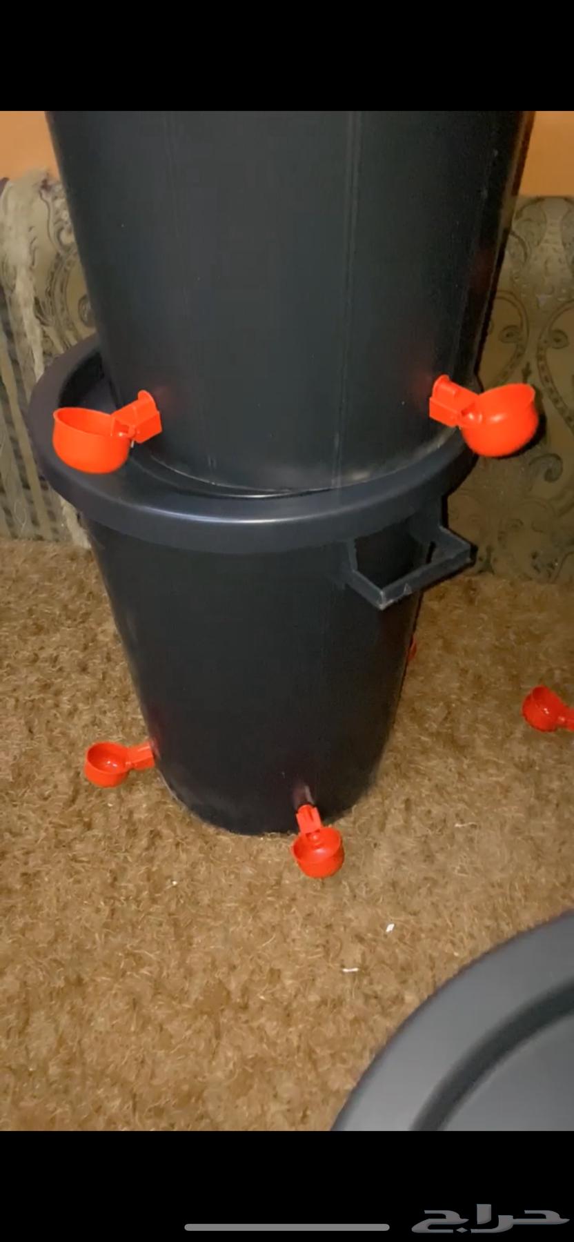 درام عوامه سقايات ماء طيور64612686355458111