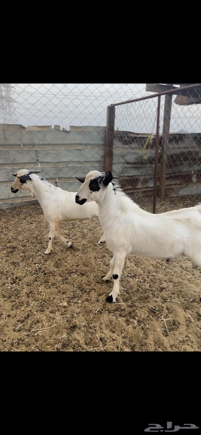 تيوس بلدي بيشية (( تم البيع ))64456707474691113