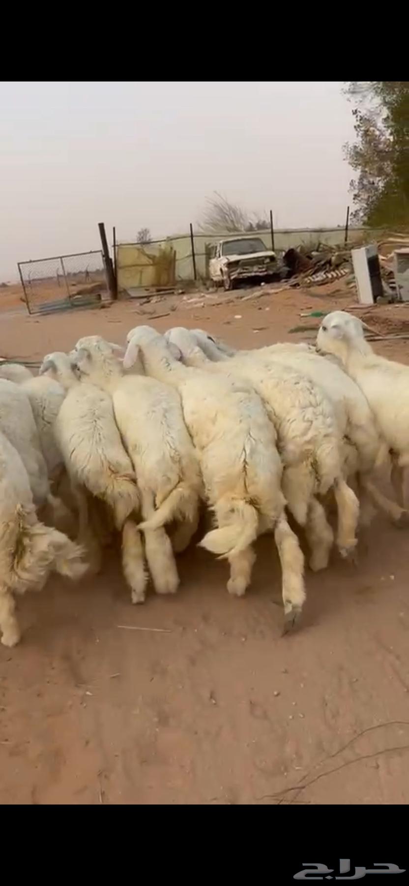 للبيع جذعان طليان حريات (( تم البيع ))64449796725891110