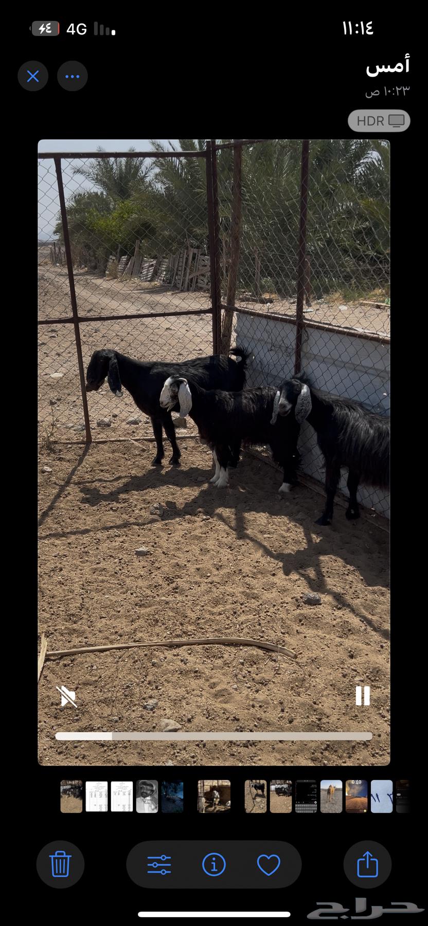 معزا للبيع64451916505475110