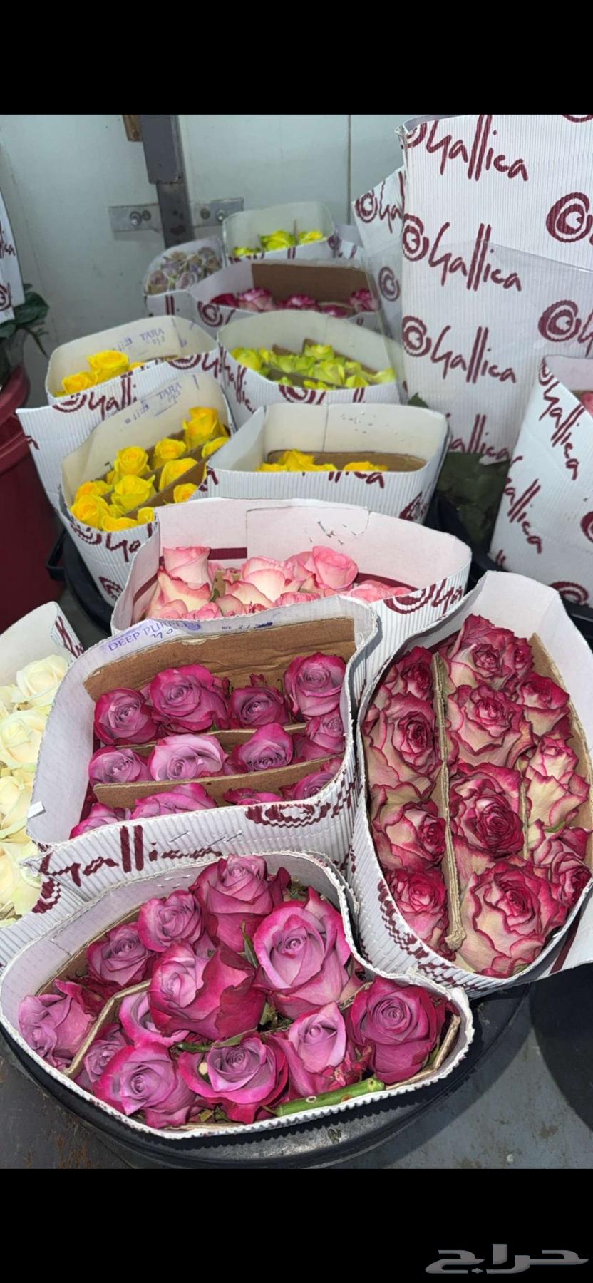 ورد طبيعي ب الجمله64452590401795114