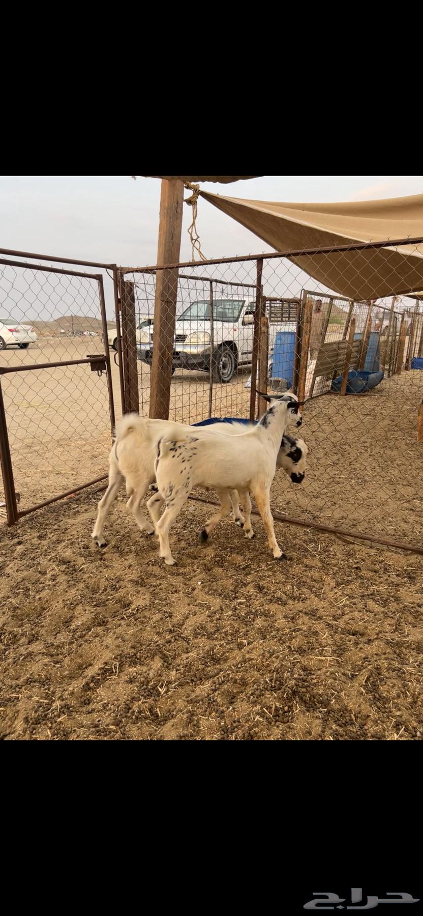 تيوس بلدي بيشية (( تم البيع ))64456707474691114