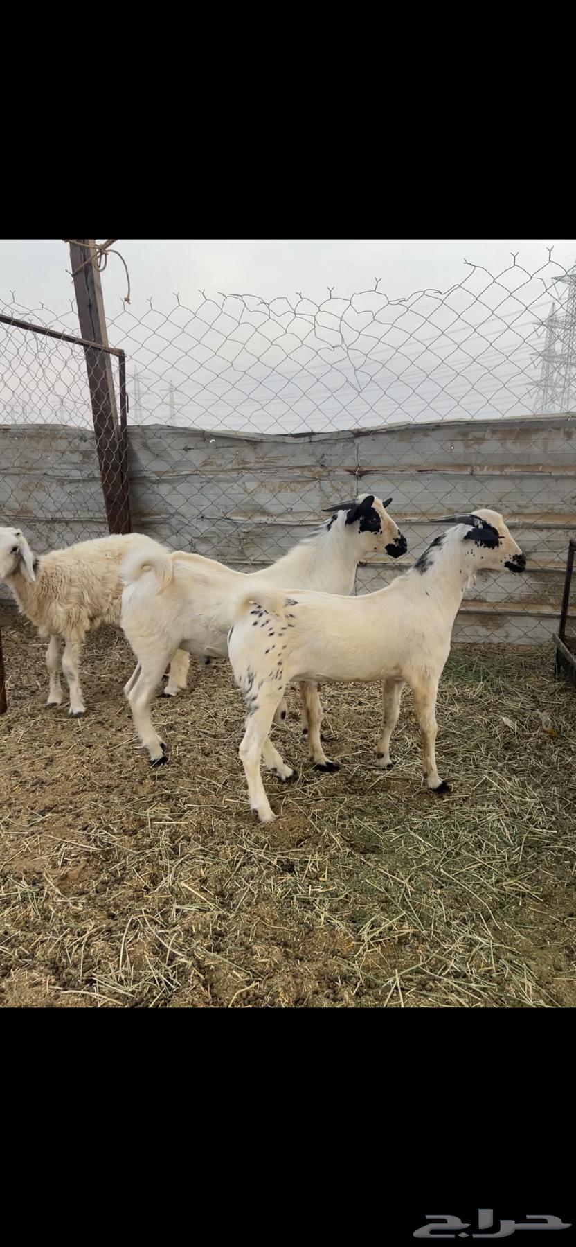 تيوس بلدي بيشية (( تم البيع ))64456707474691112