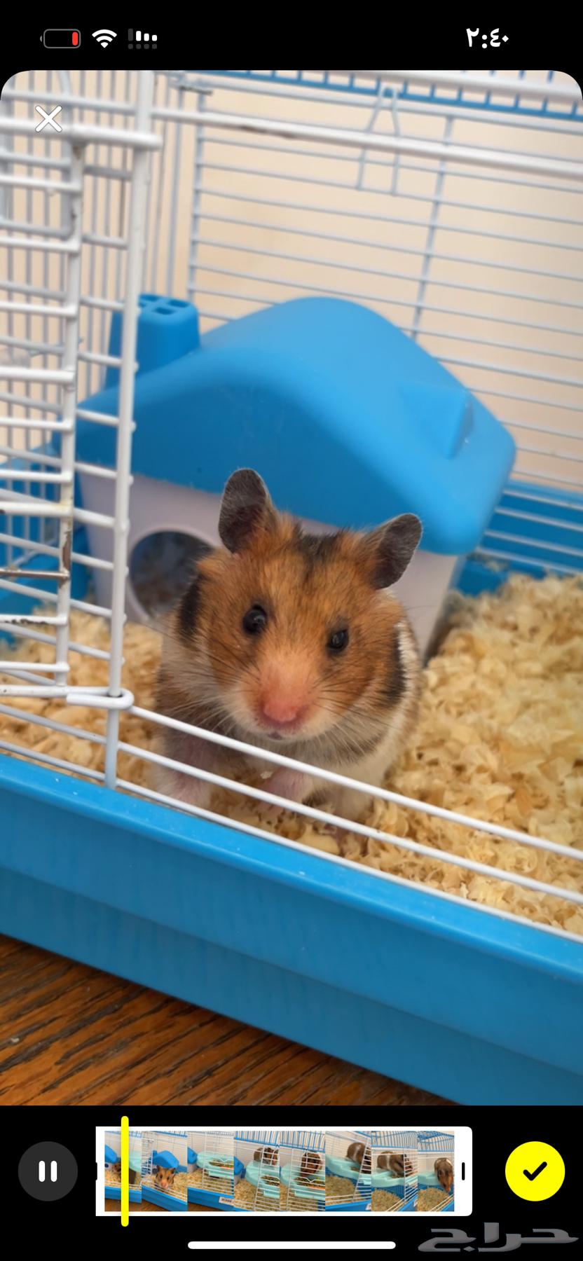 زوج هامستر اليف للبيع64453202001666111