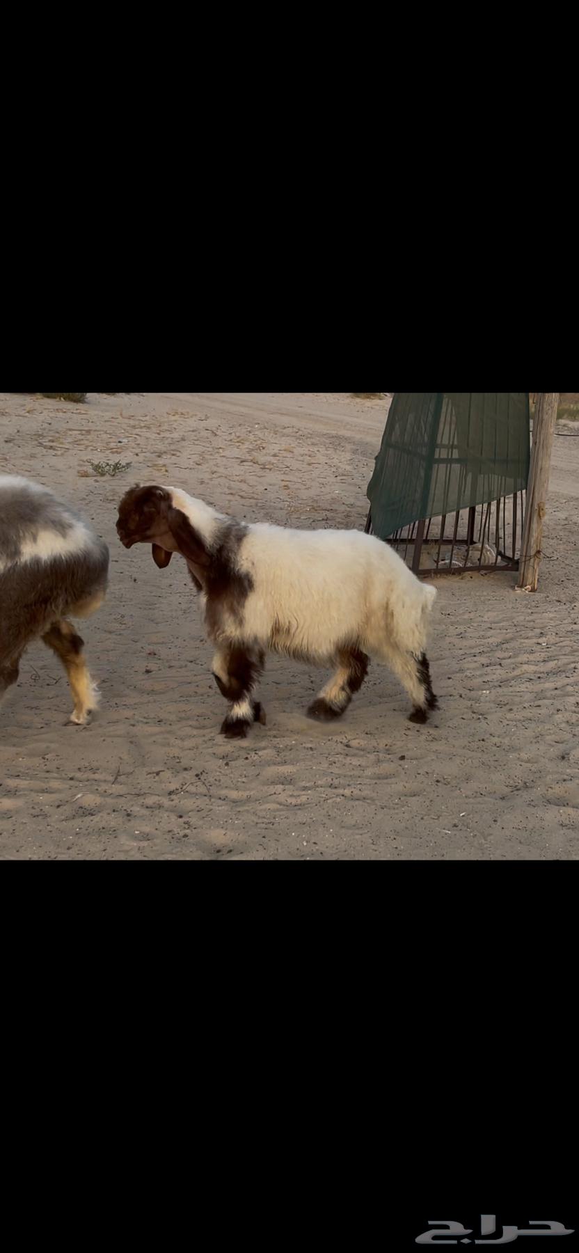 مشروع فحل نعيم صنف فاخر64452197883137110