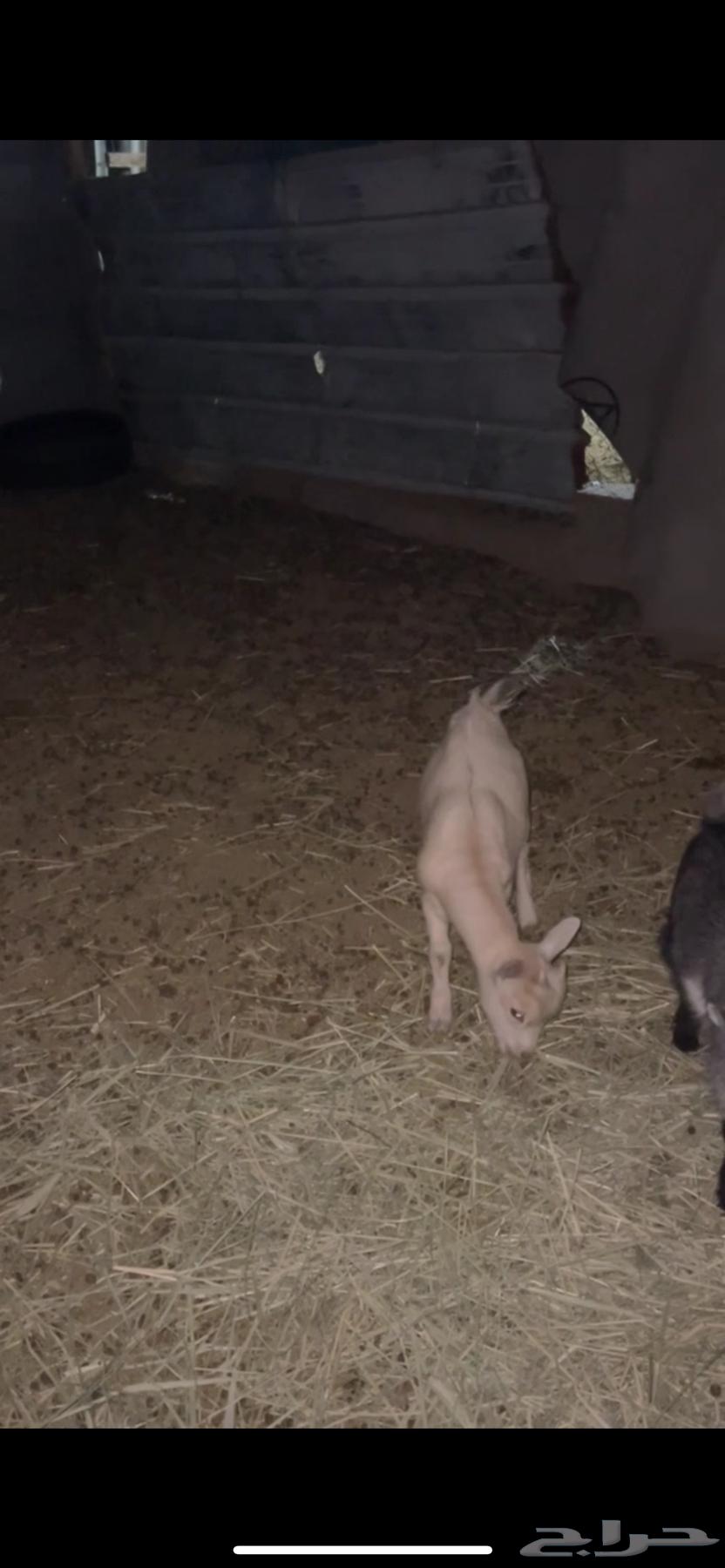 Dwarf goat for sale64453958138241111