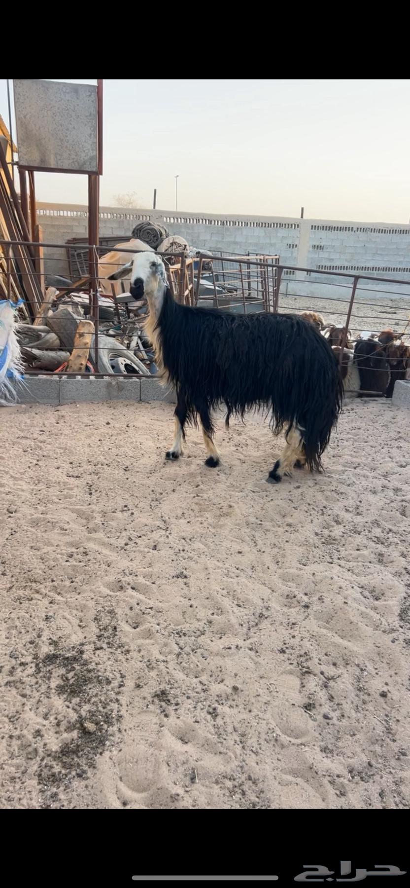 A purebred Najdi mare, well-built and in good condition (Sold)64454880938114111