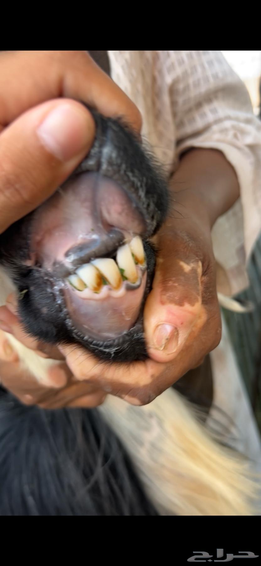 A purebred Najdi mare, well-built and in good condition (Sold)64454880938114112