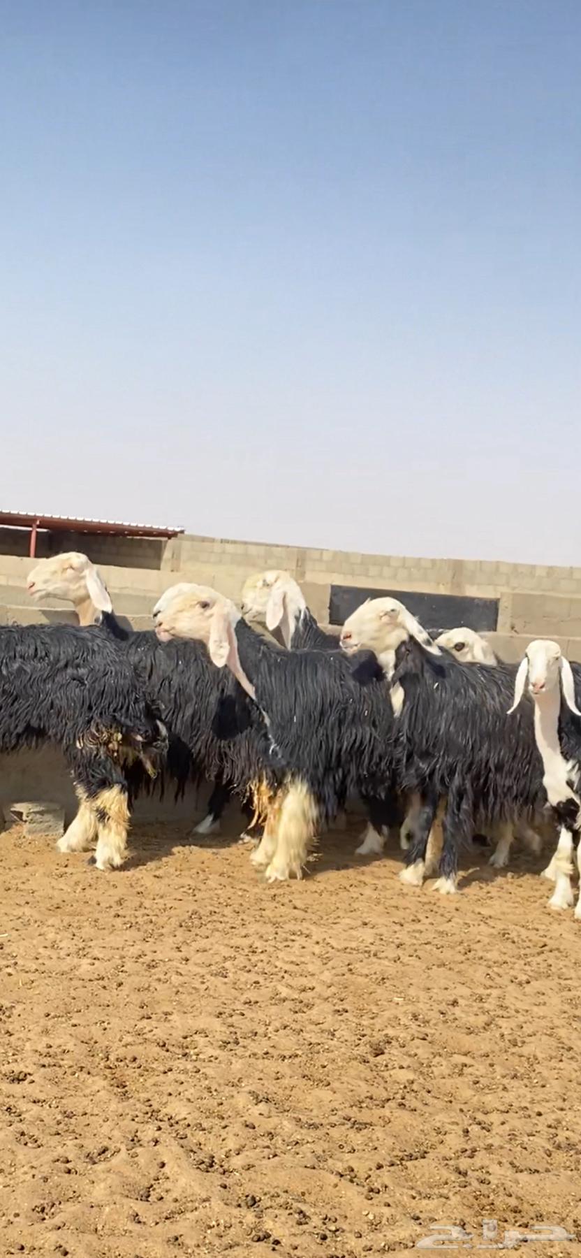 ارخال نجد صنف64452793237249112