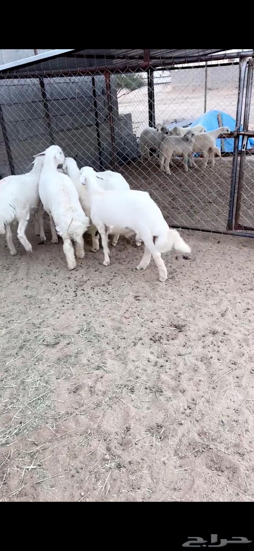 5 خروف جبر64450947299202111