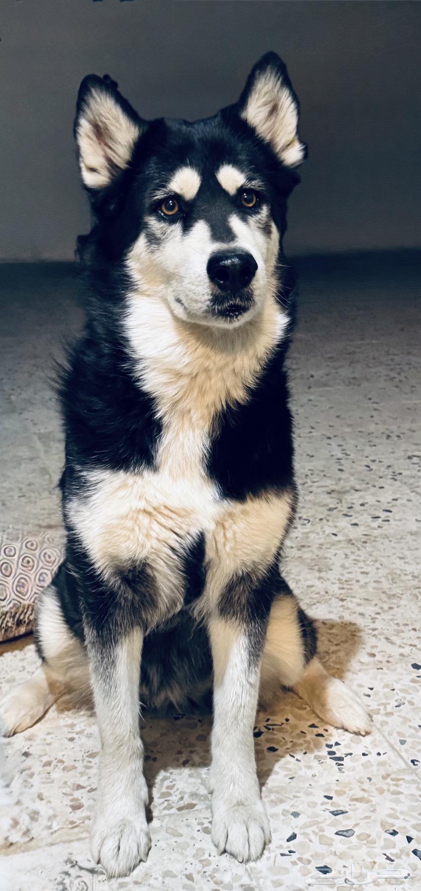 Husky for sale or exchange, one year and one month old, the most important thing is that the person who takes it should take care64455086174338112