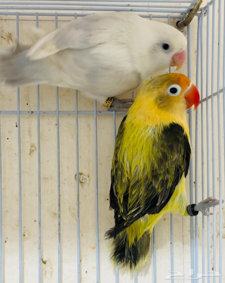 For sale: a pair of high-end Fischer Blue Eye Wing from the last batch64456406959106114