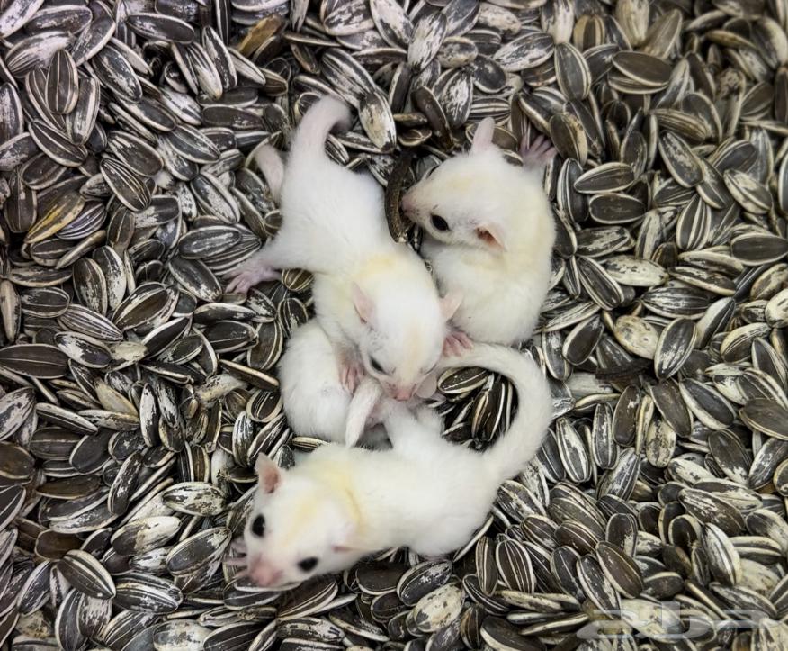 السنجاب الطائر .. شوقر قلايدر64450593395842111