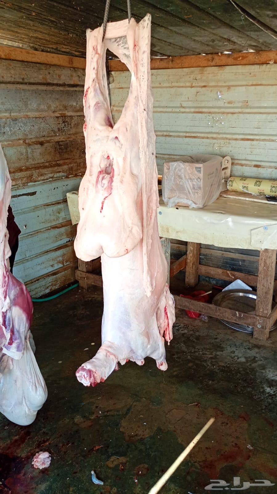 Dhabaih Na3im64455645639299113