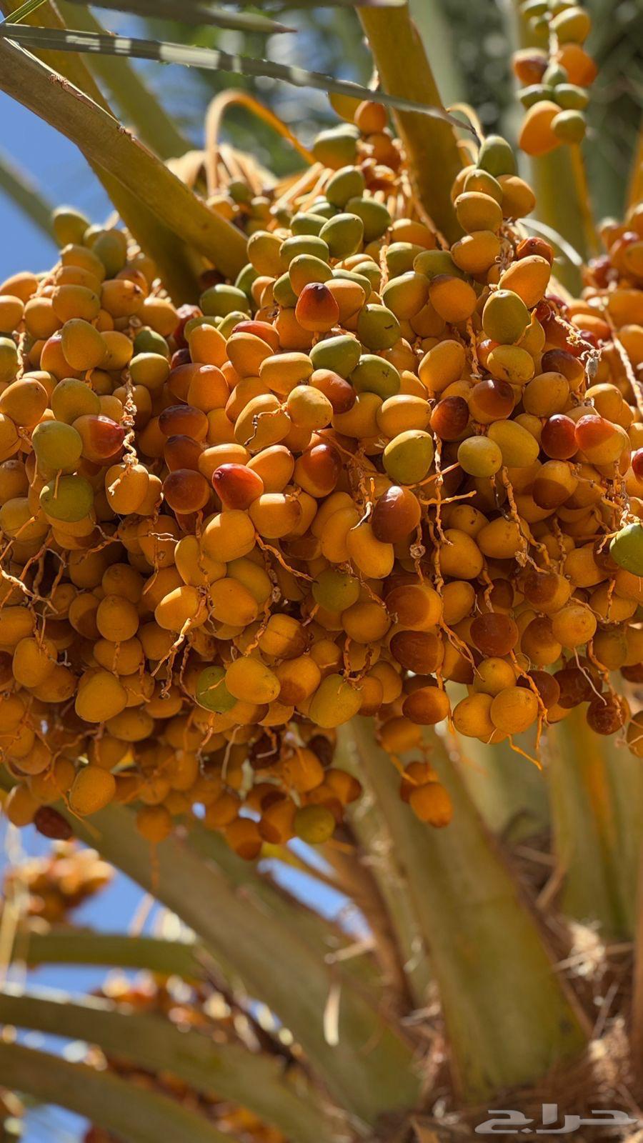 Daily Harvested Dates64452157064449111