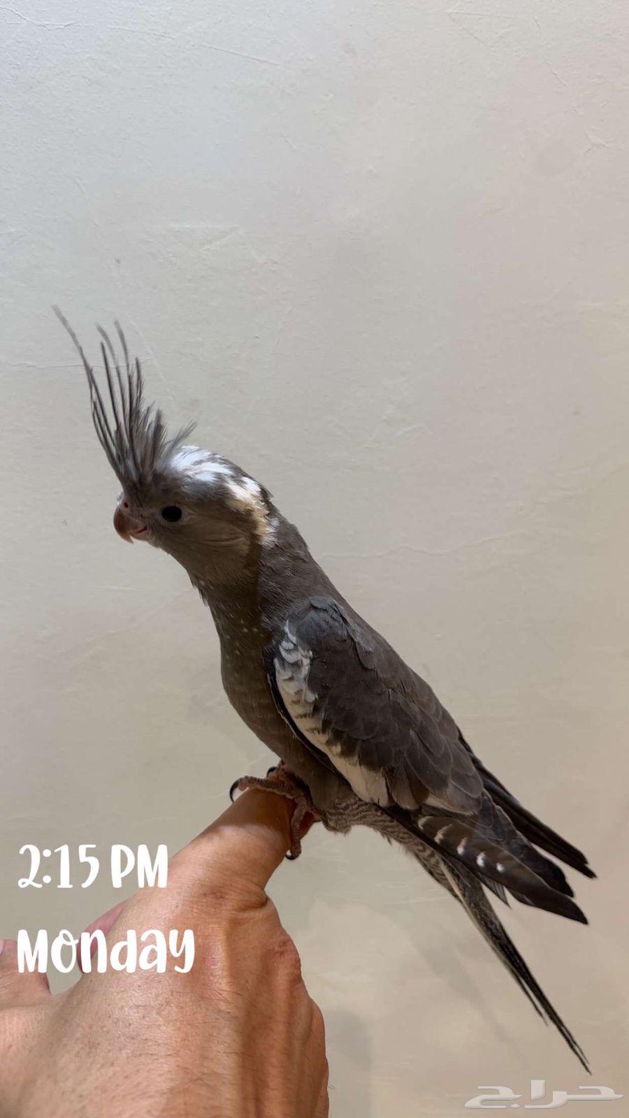 Crown White Face Split Rescef Giant Size64453366807426111