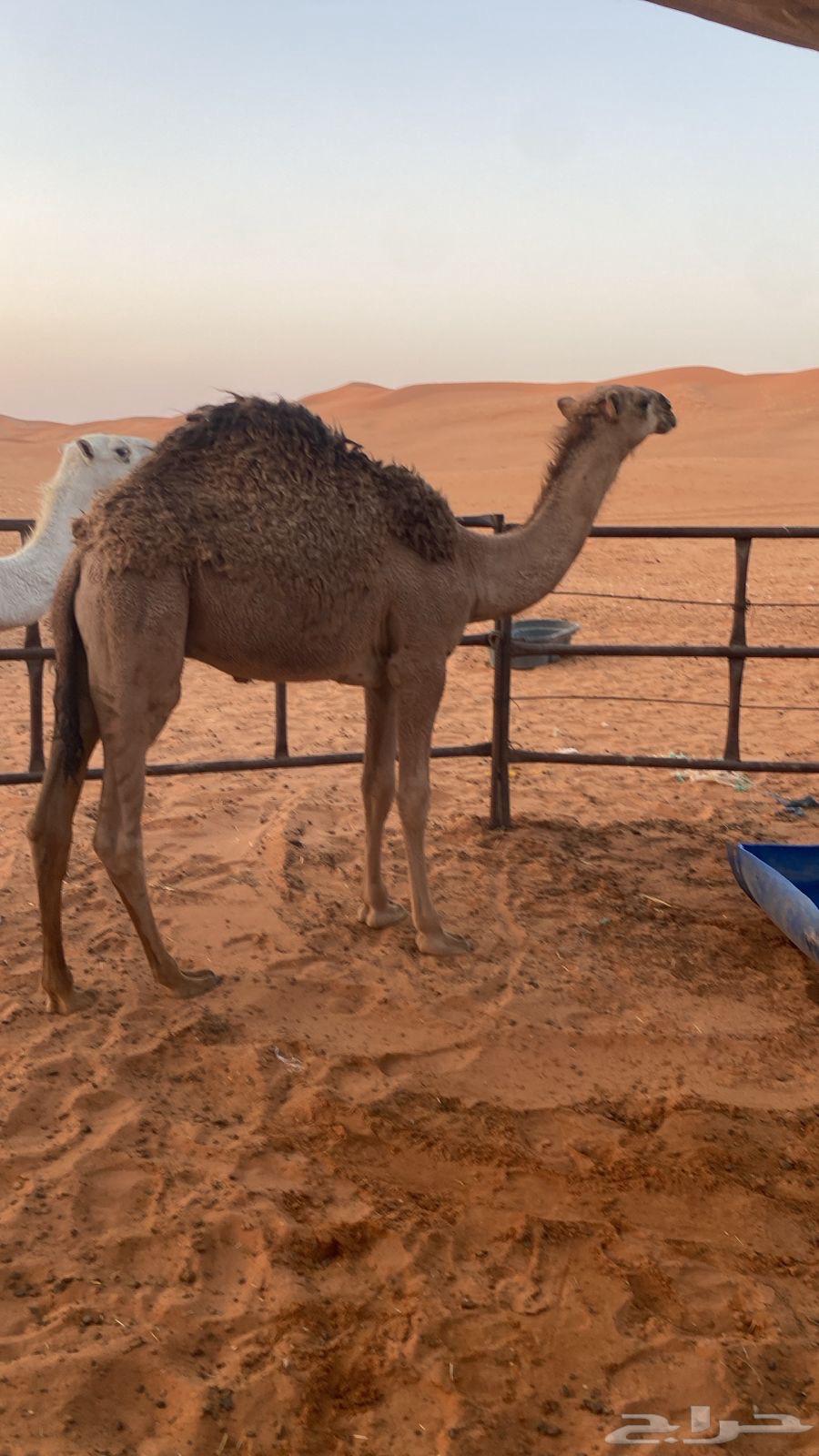 قعدان للبيع64454701946499110