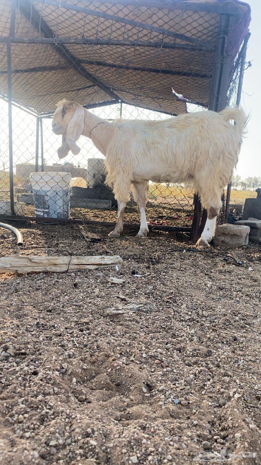 عنز فاخره للبيع64451271131778110