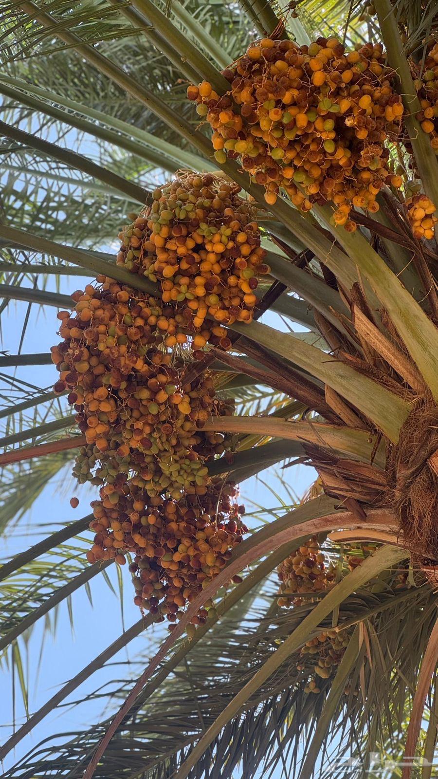 Daily Harvested Dates64452157064449112