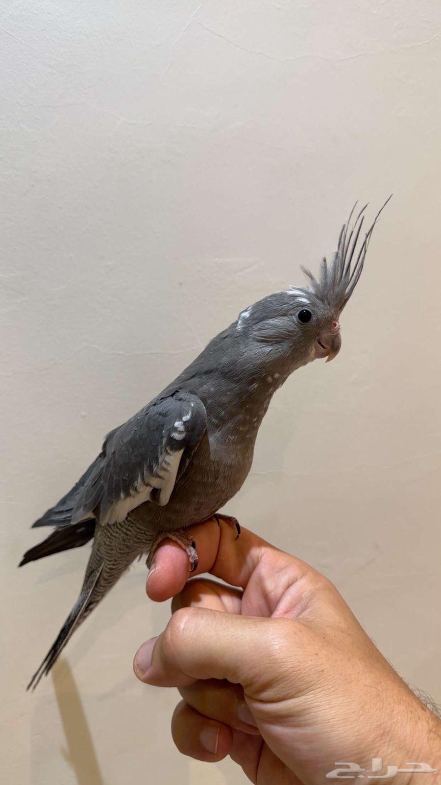 Crown White Face Split Rescef Giant Size64453366807426110