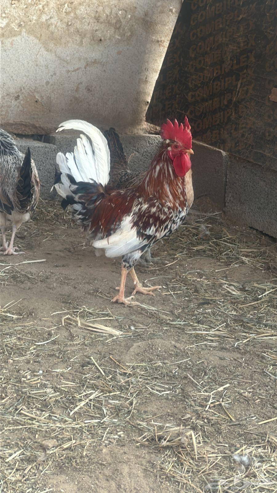 ديك بلدي اصيل64452929783554111