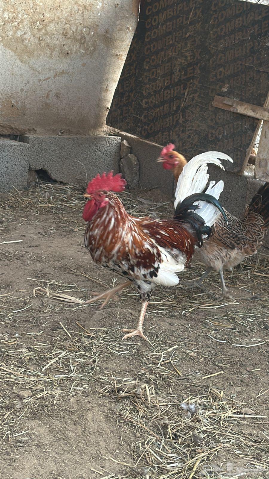 ديك بلدي اصيل64452929783554112