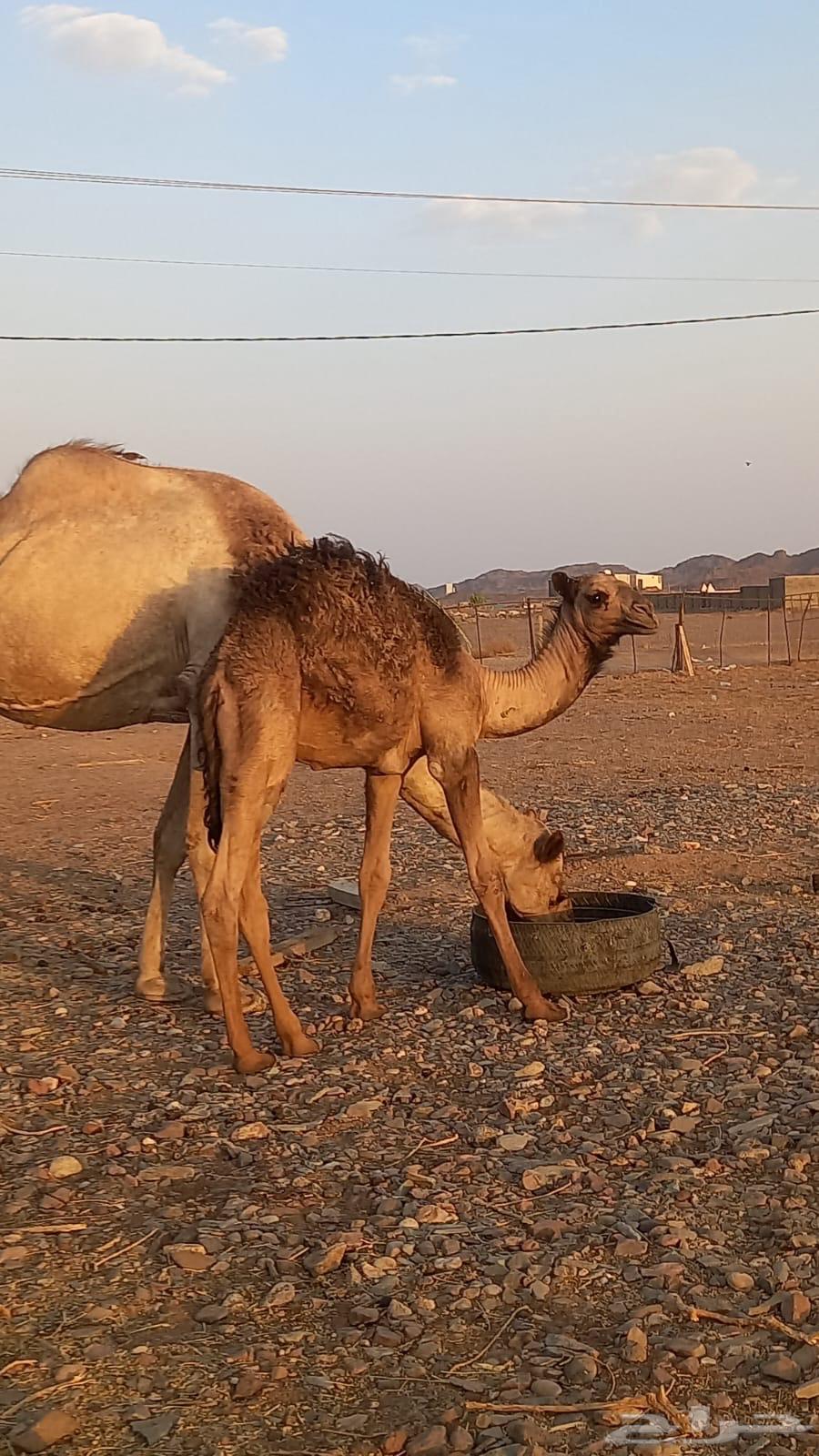 Ten camels, half-breed, third generation for sale64456517177603110