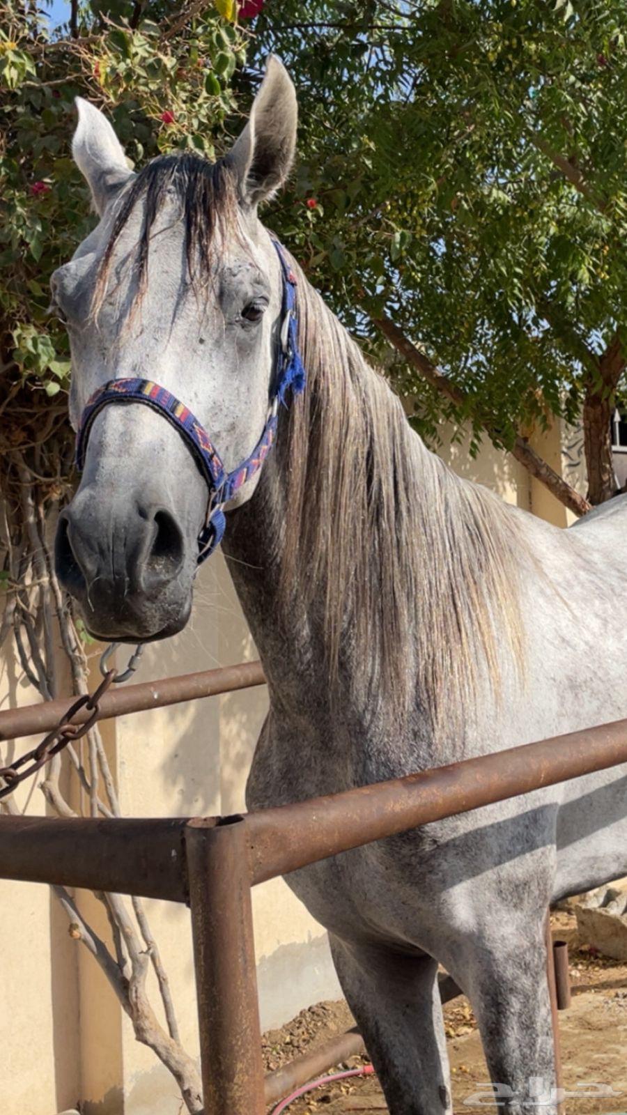 تم البيع حصان شعبي للبيع64450211634561112