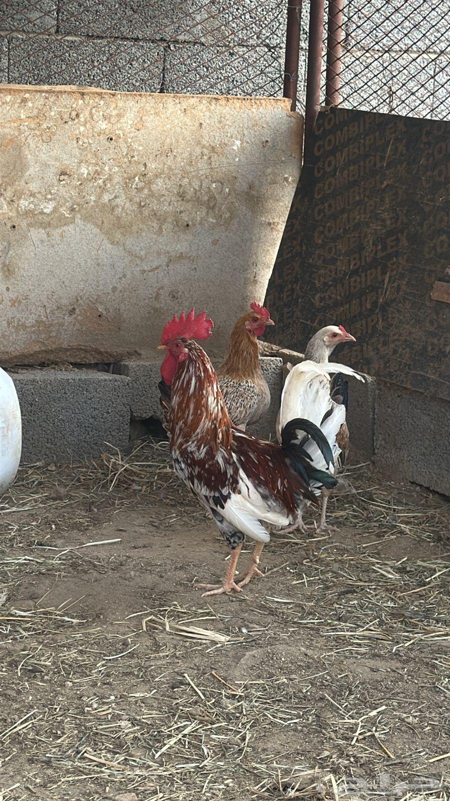 ديك بلدي اصيل64452929783554110