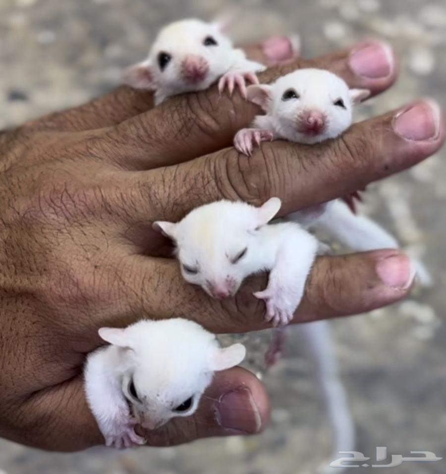 السنجاب الطائر .. شوقر قلايدر64450593395842110