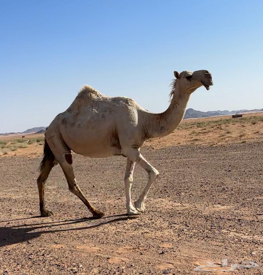 لقحتين وضريبتين64456116177666110