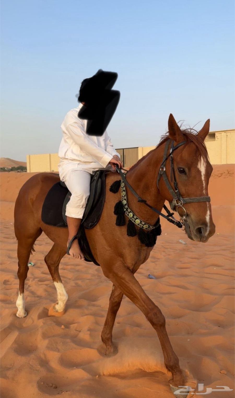 حصان انقليزي شيخ64450158606338110