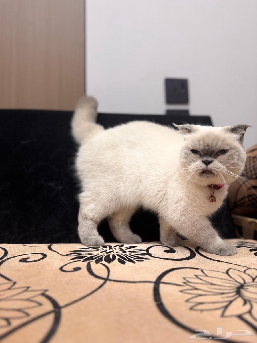 قطط للبيع64448607176195111