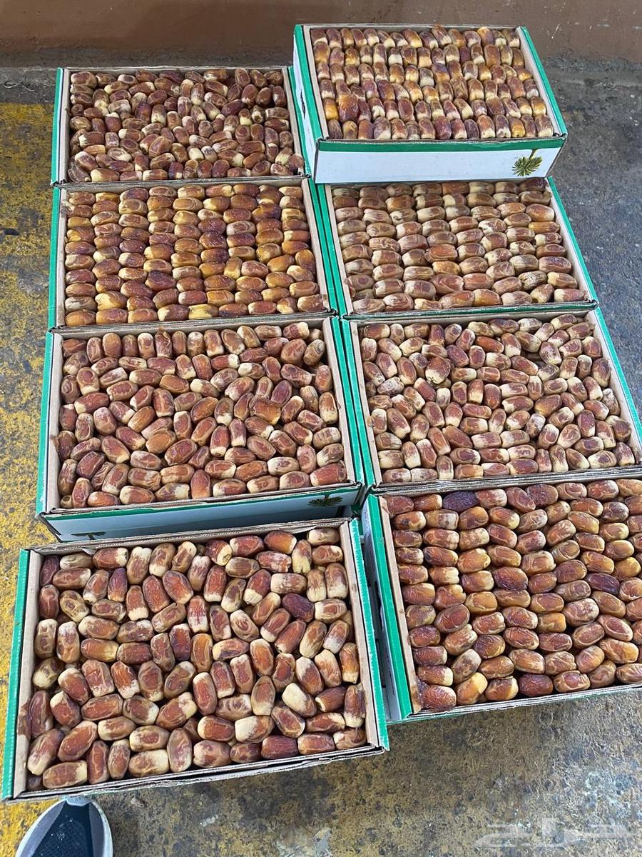 Twisted and crispy dates of the season's harvest64456626196227110