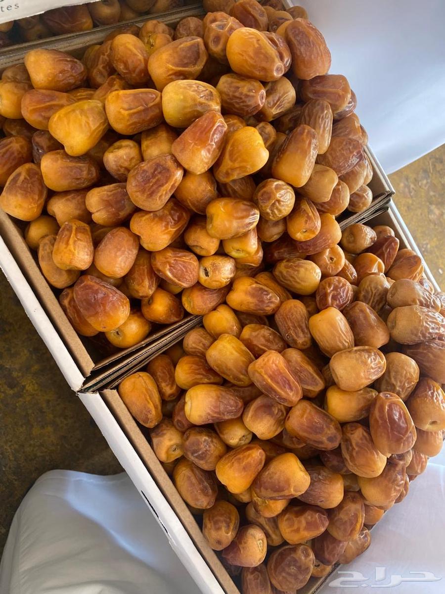 Twisted and crispy dates of the season's harvest64456626196227111