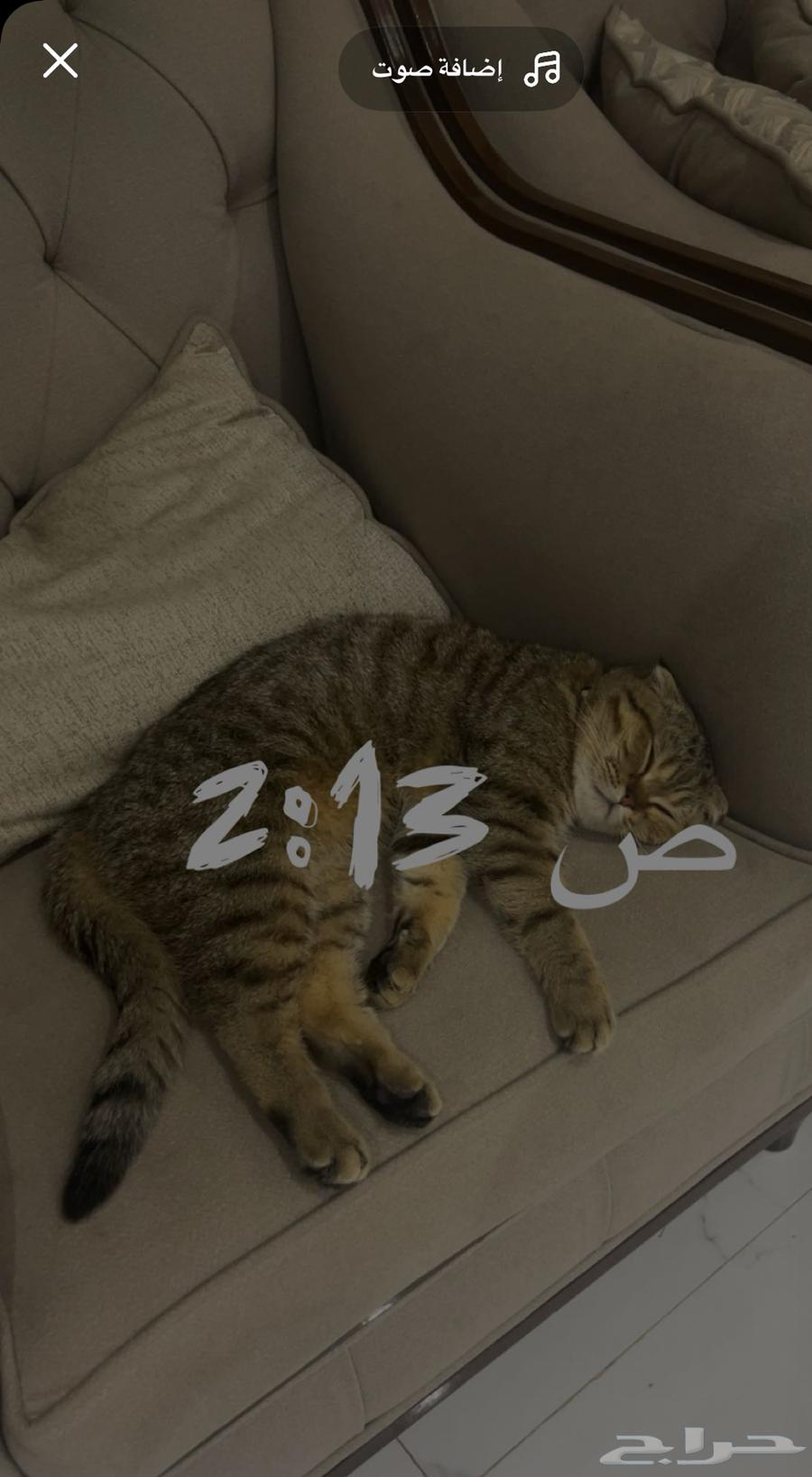 Scott Fold64453106762115111