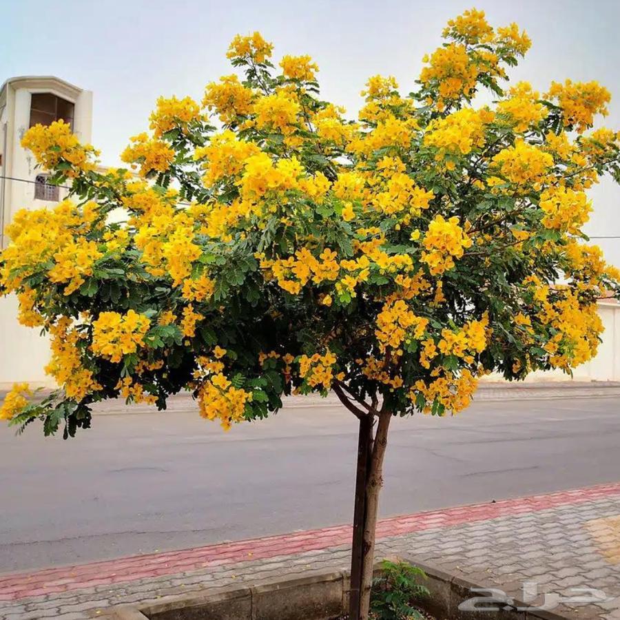 اشجار الاكاسيا جولكا الصفراء64458689330434110