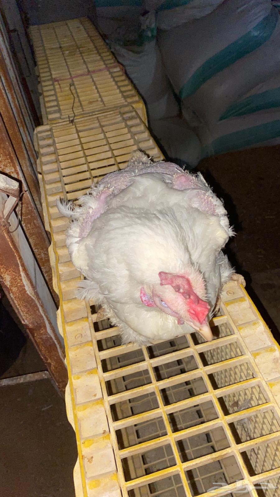 دجاج امهات أوزان 4 كيلو64457907390594110