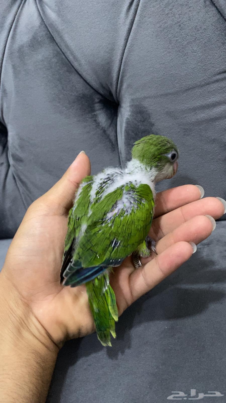 Quaker Monk64460926152321112