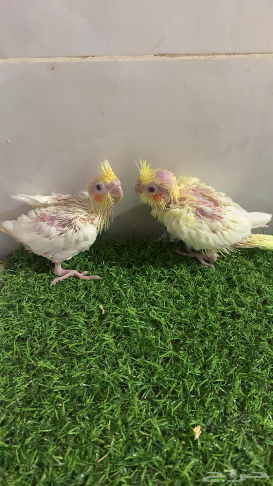 فروخ كروان   تم البيع64458153280385110