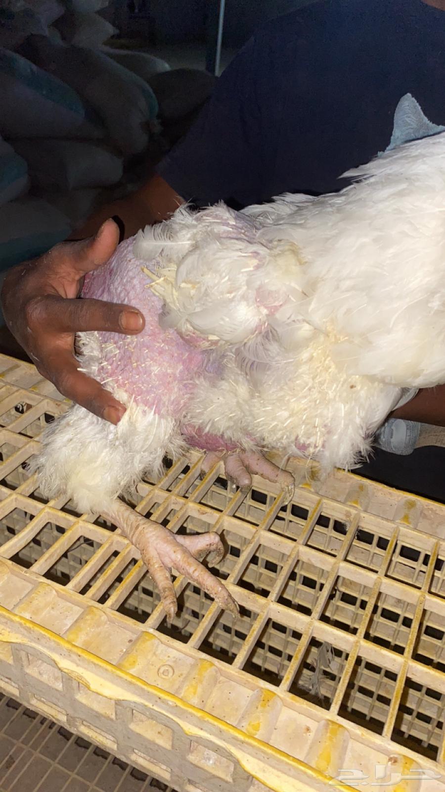 دجاج امهات أوزان 4 كيلو64457907390594111