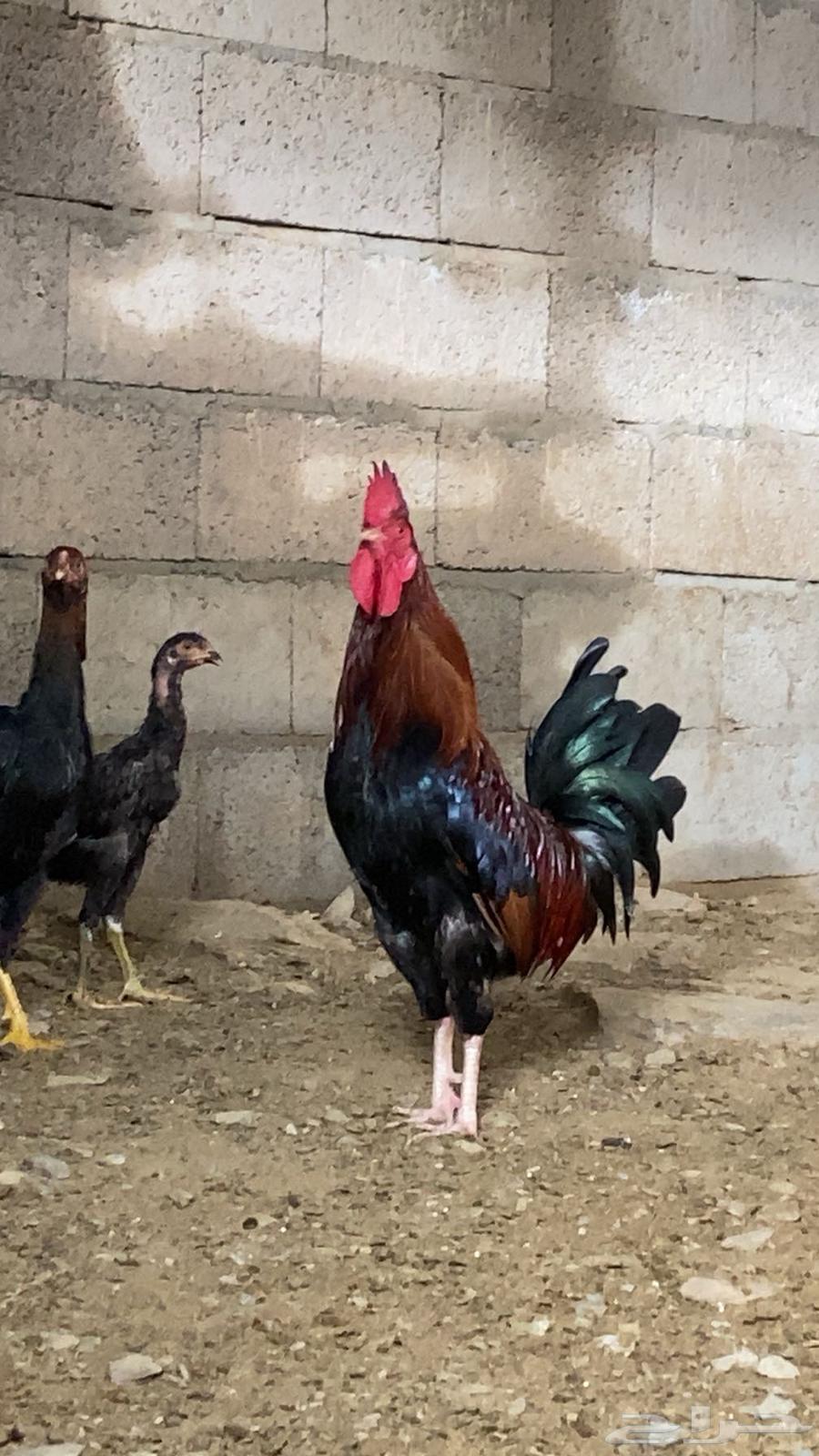 ديك للبيع بلدي اصيل تم البيع تم البيع64463751432066113