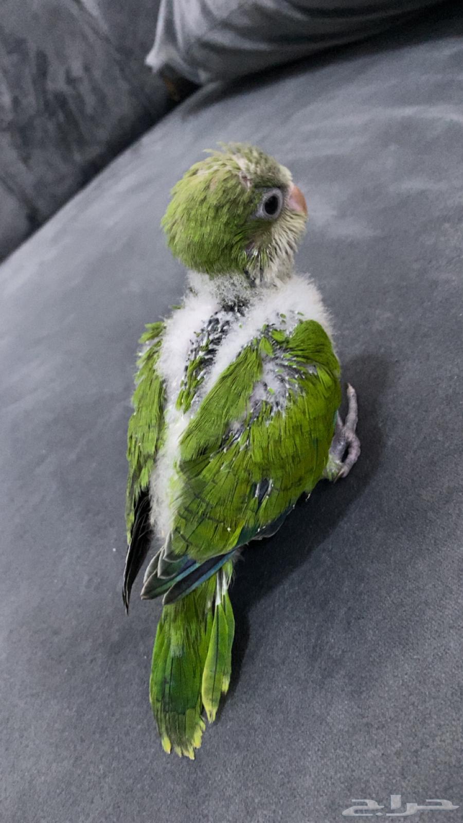 Quaker Monk64460926152321113