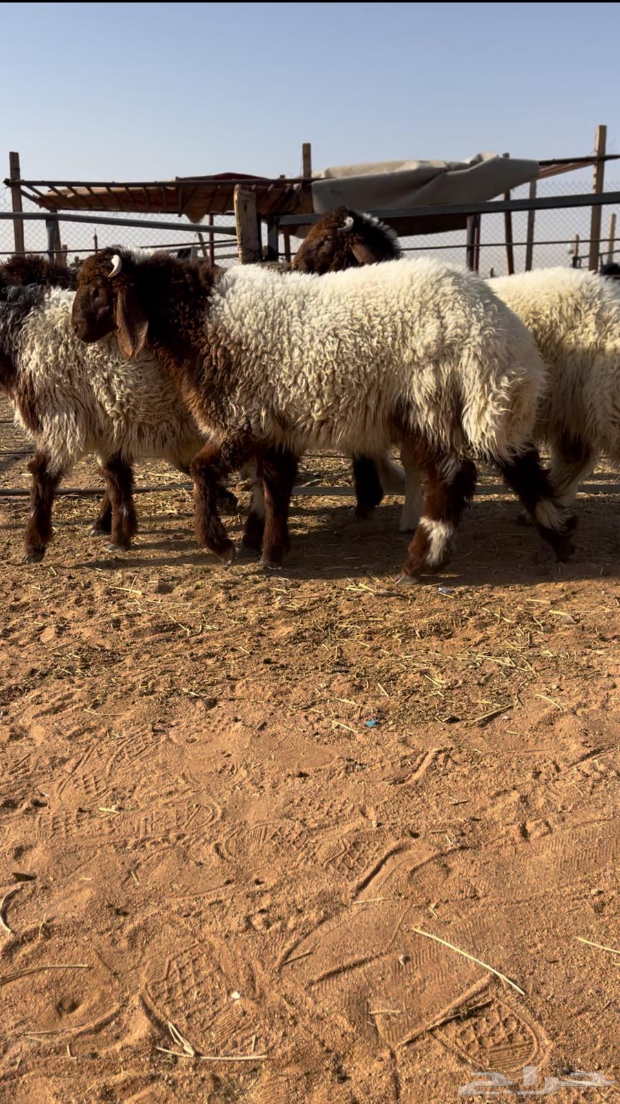 للبيع طليان64458719425026111