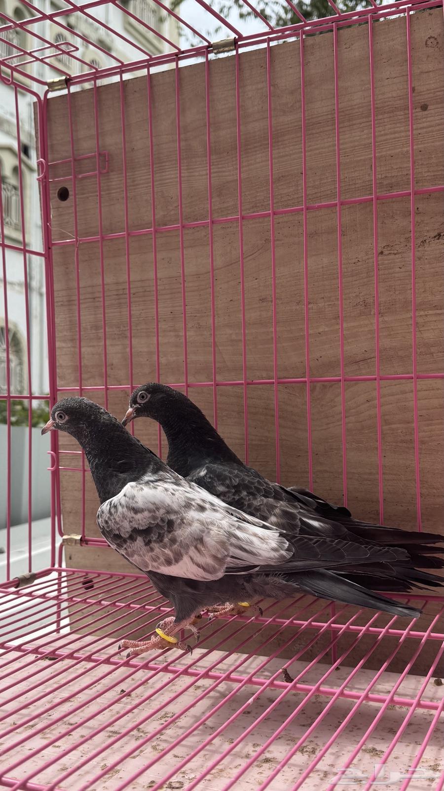 طبات حمام باكستاني (تم البيع)64460530531331110