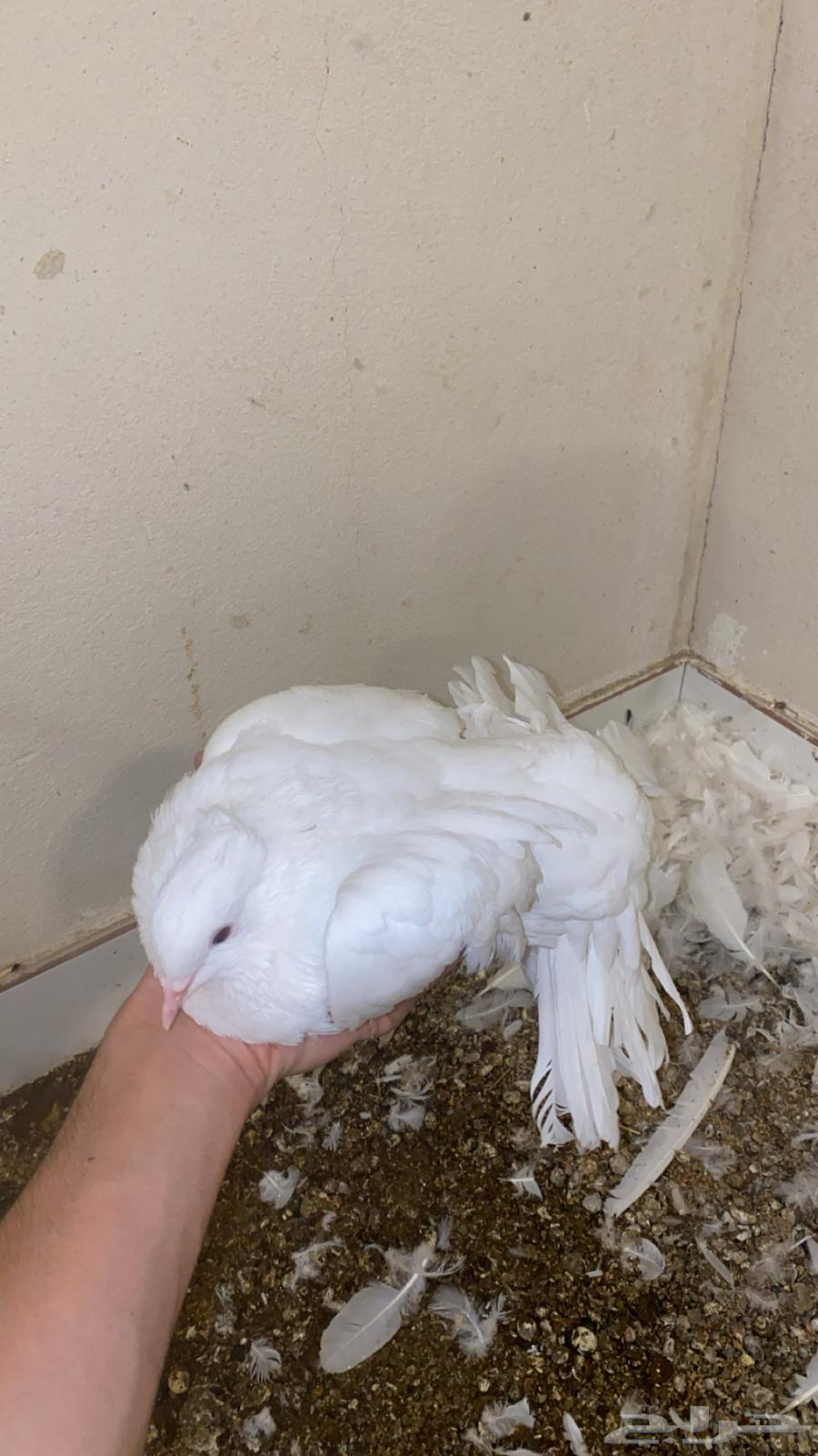 Dancing Pigeons64463237814018111